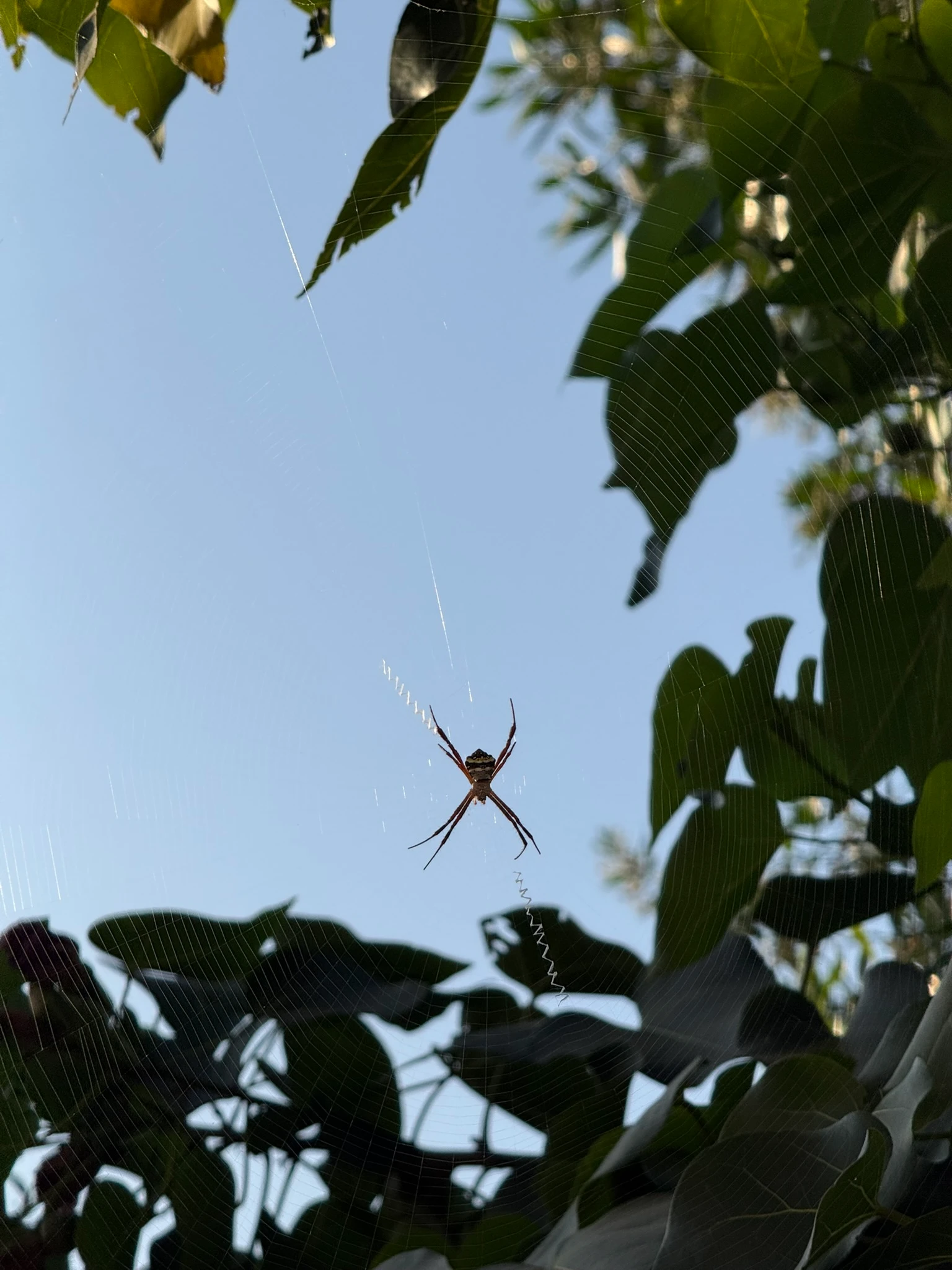 Spider on the tree