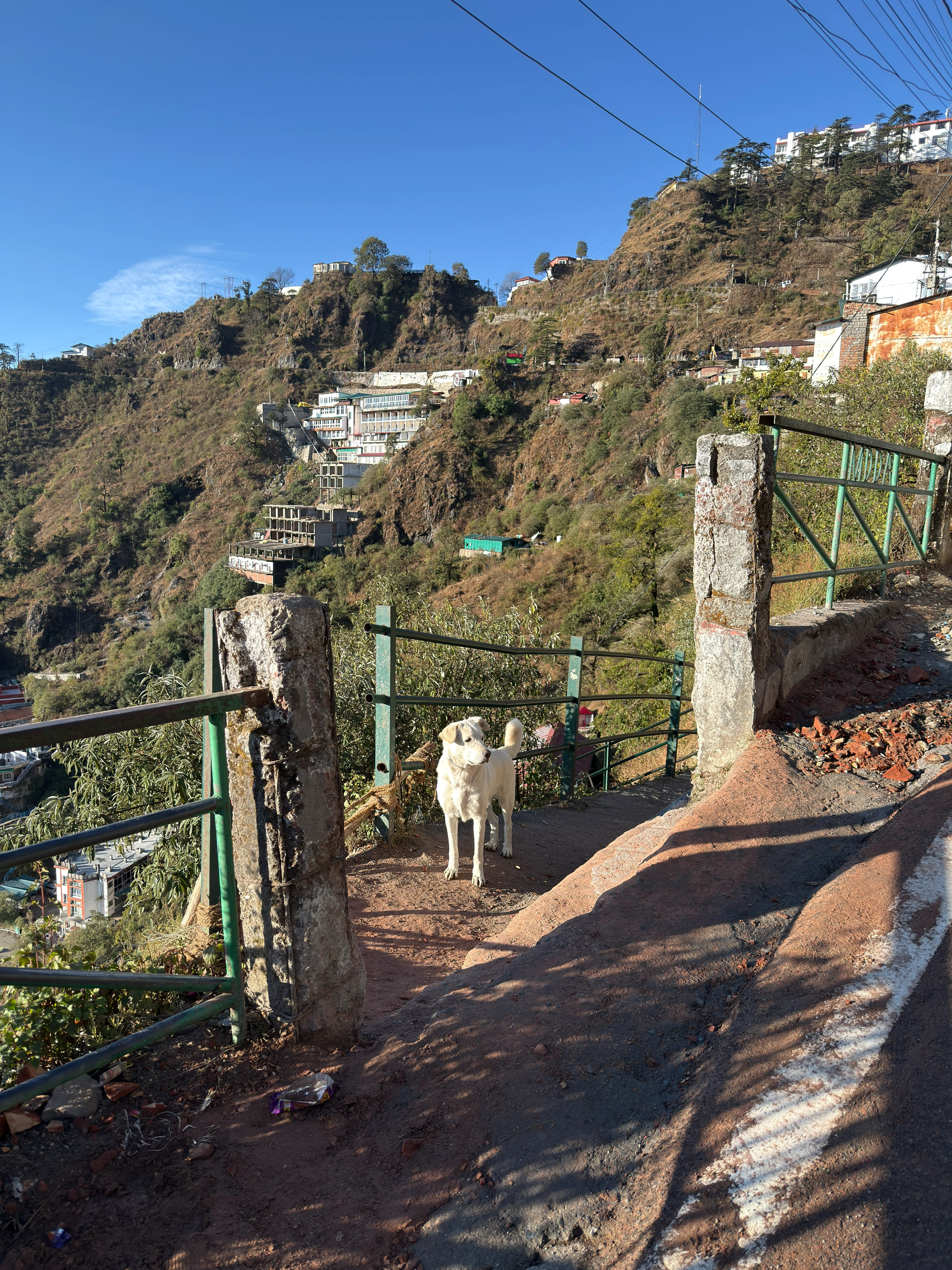 Streetdog in Mussoorie